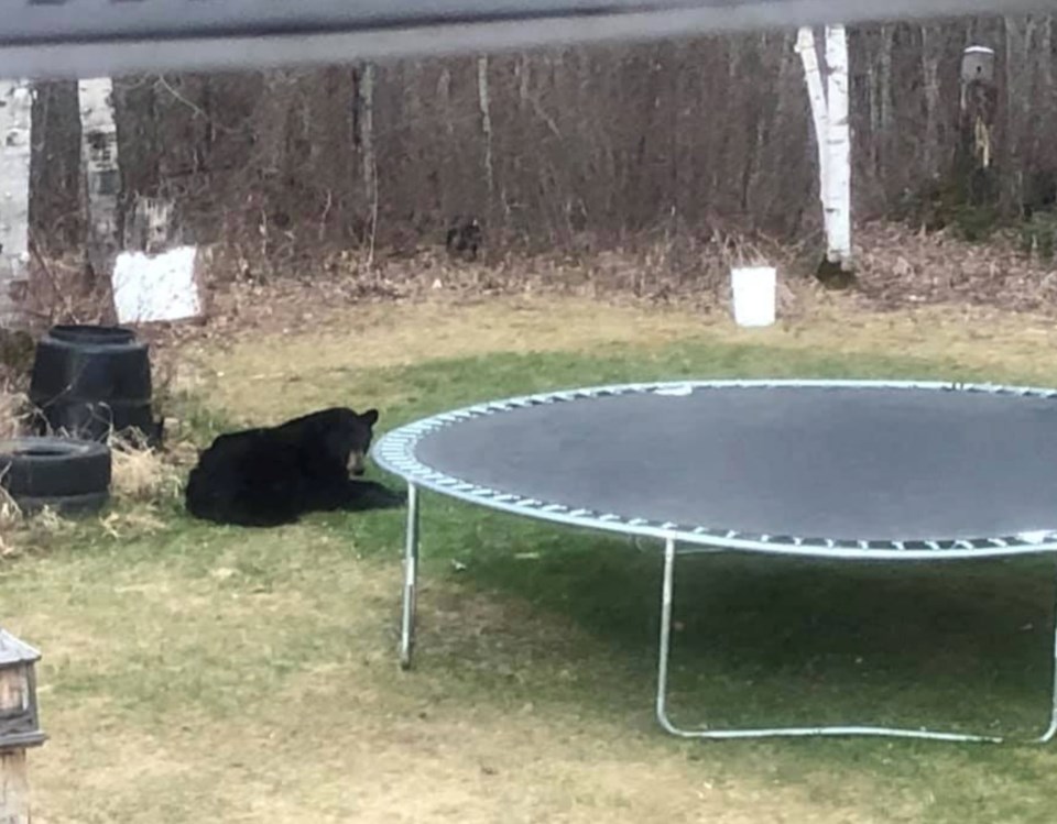 bear trampoline