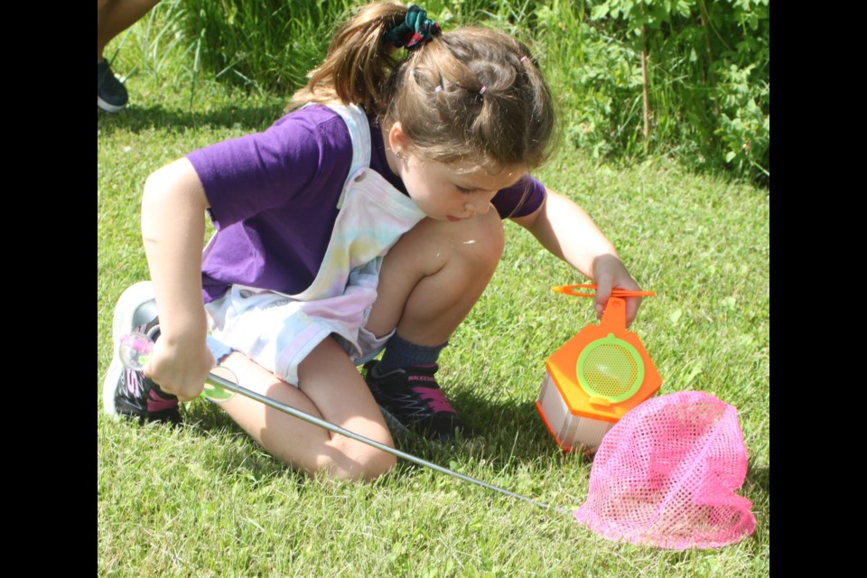 Ira Johnson uses a colourful net to trap an insect she discovered in the grass. Chris McGarry photo. 