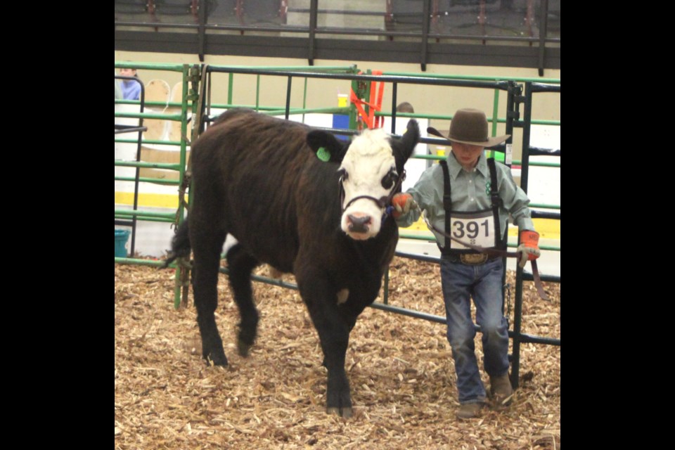 Joseph Ziegler, a member of the Lac La Biche 4-H club, walks with his steer, ‘Oreo’ in the beef show and sale during the 2025 Achievement Day, which took place at Lac La Biche’s Bold Centre on June 7. Chris McGarry photo. 