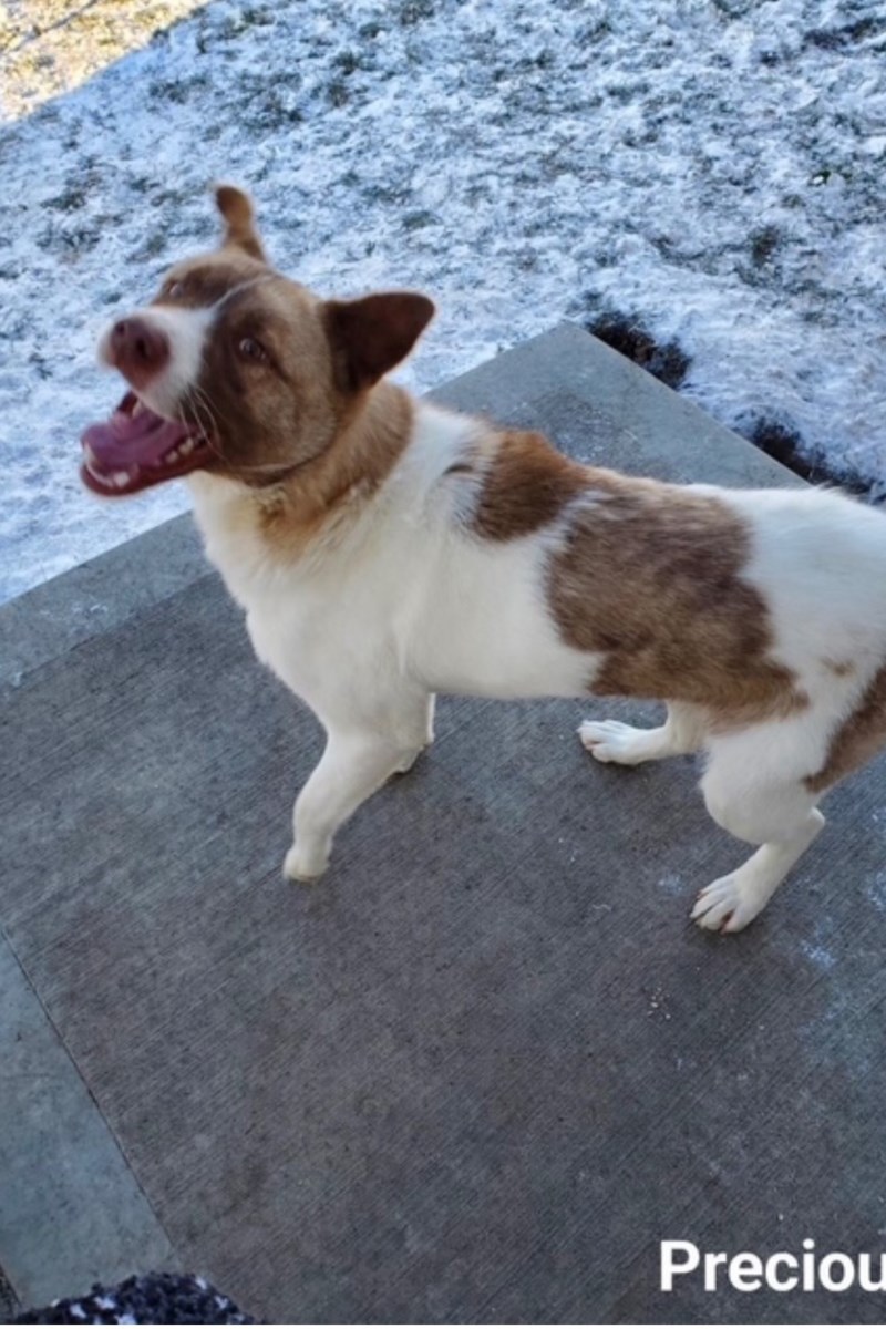 Cold Lake residents devastated after rescued dog euthanized under City bylaw