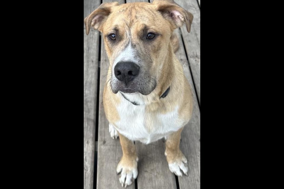 Renfield is still looking for a home.