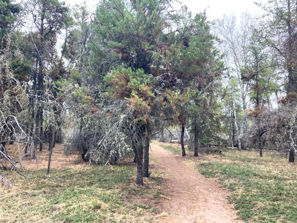trail-in-moose-lake-park