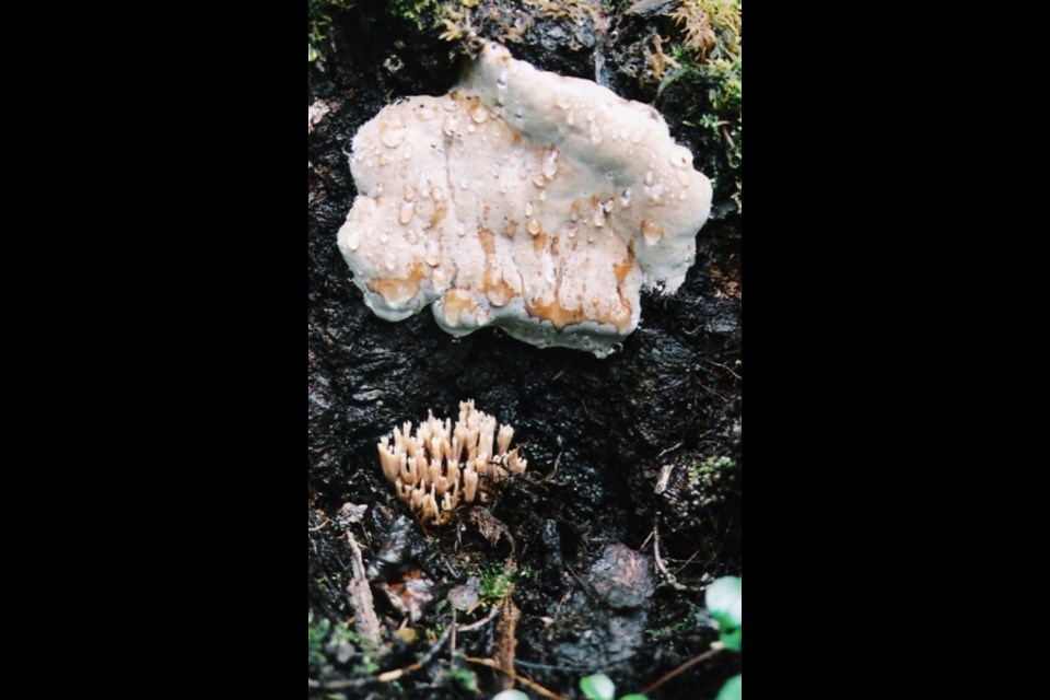 Wood fungi in the forest. Photo supplied. 
