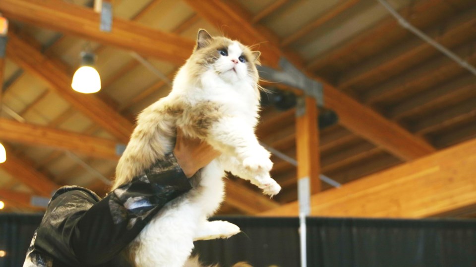 cat-extravaganza