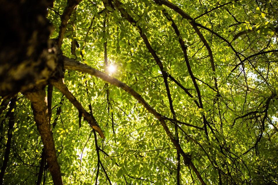 forest-trees