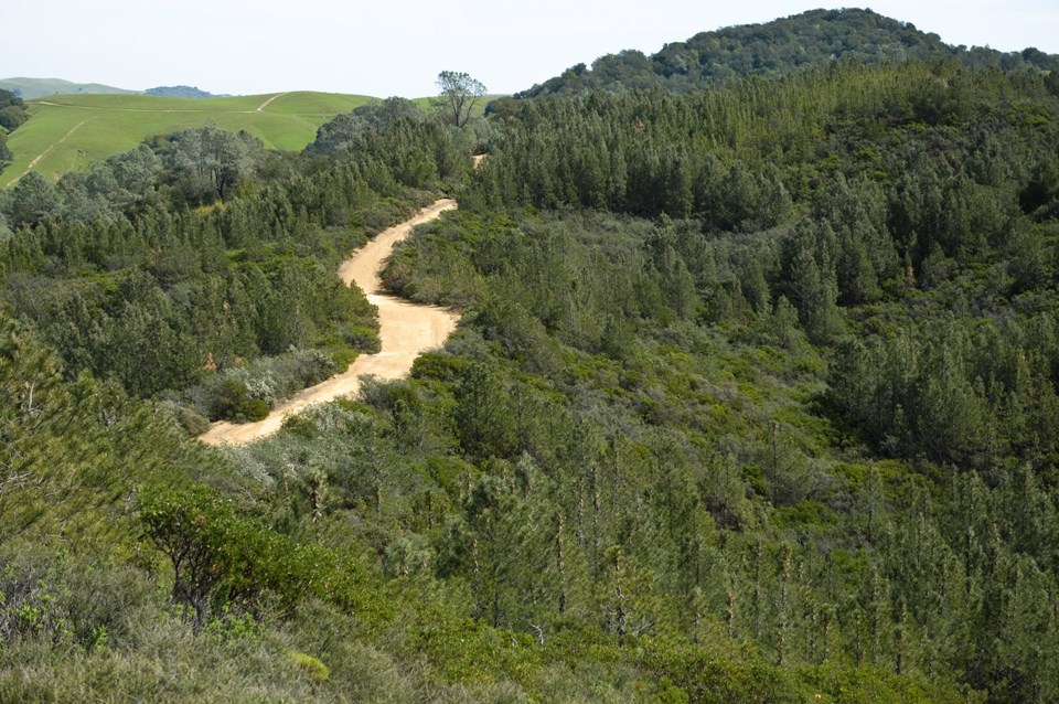knobcone-trail