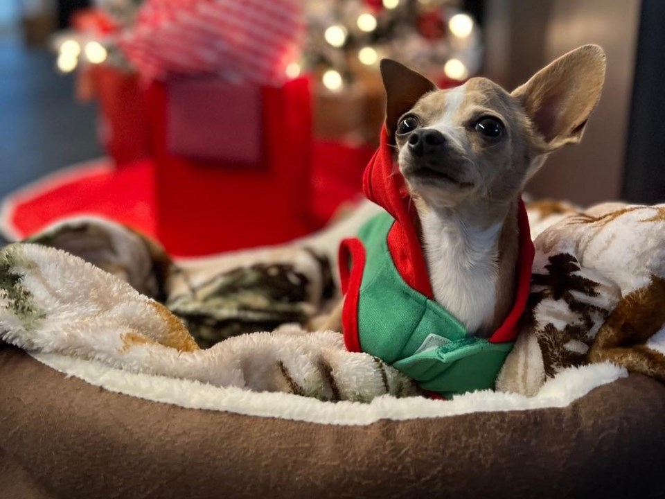 lpd-chihuahua