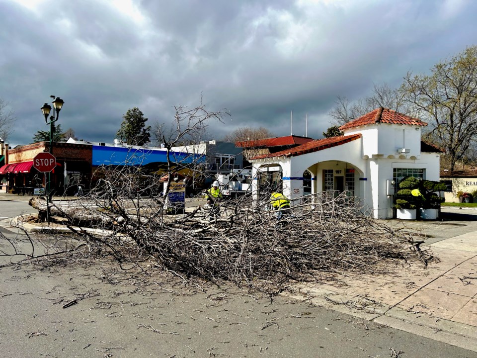 pleasanton-downed-tree