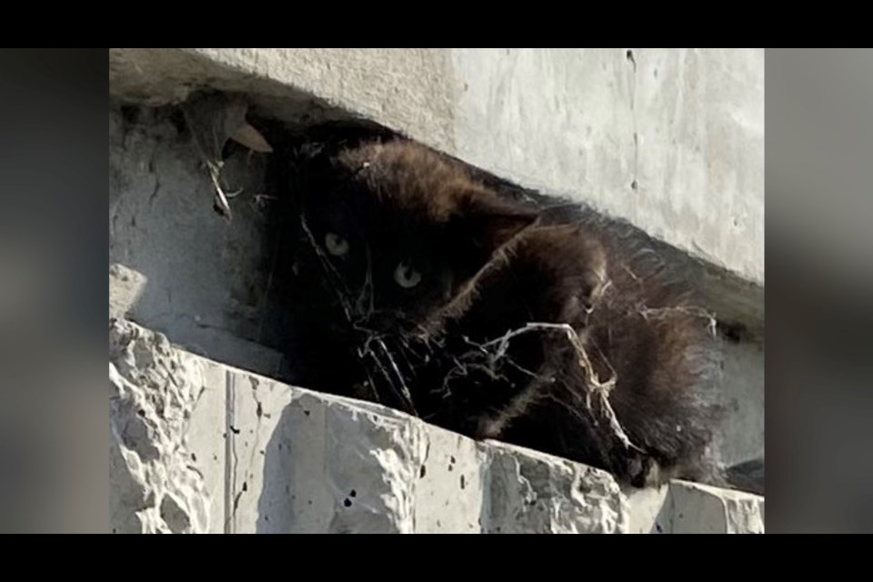 A CHP officer saved this kitten that was stuck in the center median on Interstate Highway 580 in Livermore.