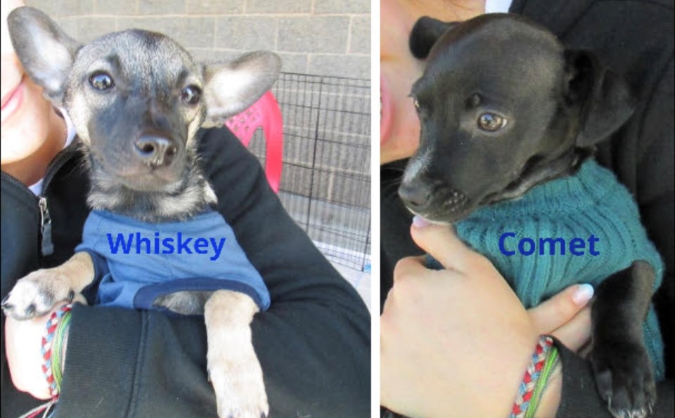 comet-whiskey