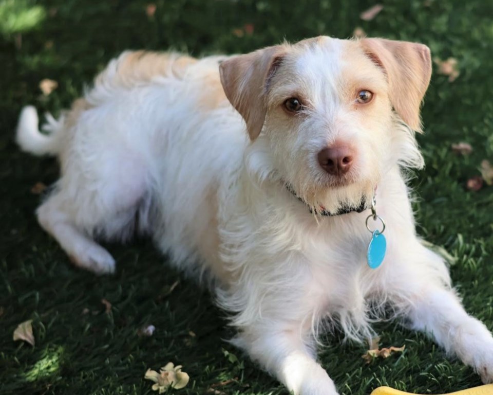 dougie