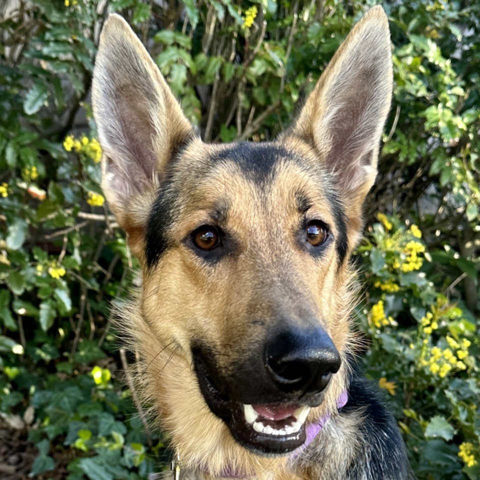 pet-of-the-week-juno
