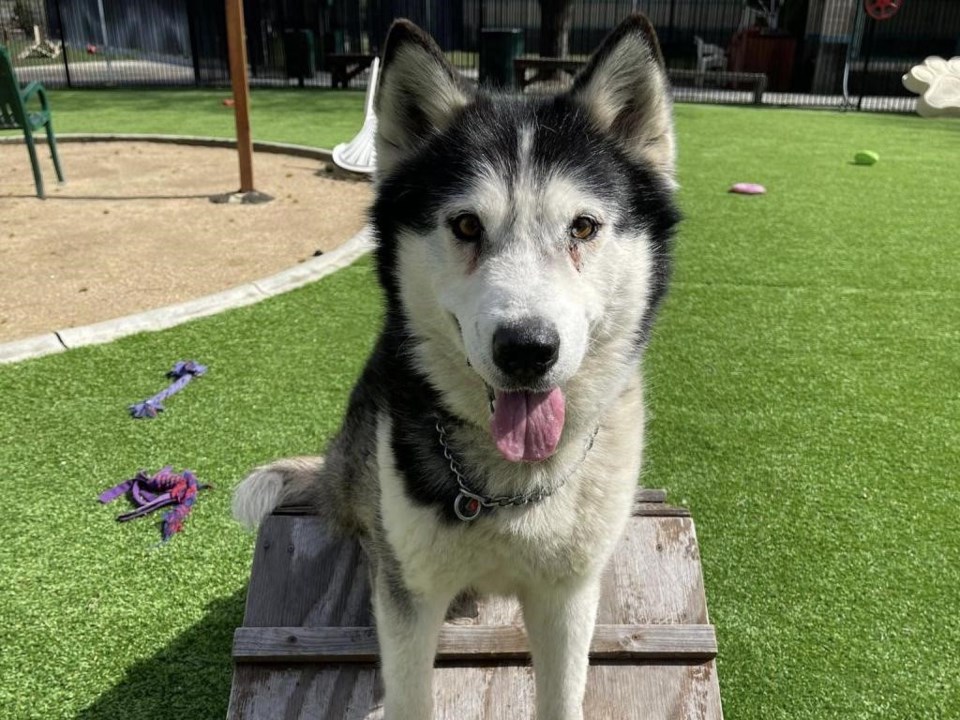 pet-of-the-week_rupert