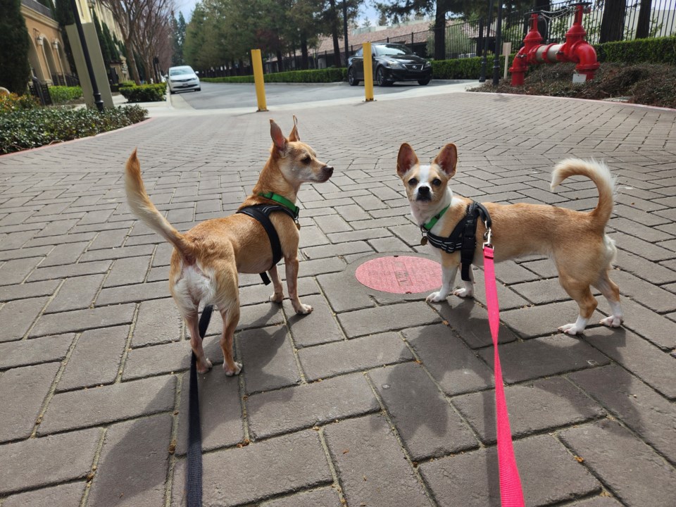 pets-of-the-weekjackson-and-rose