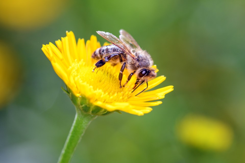 bee
