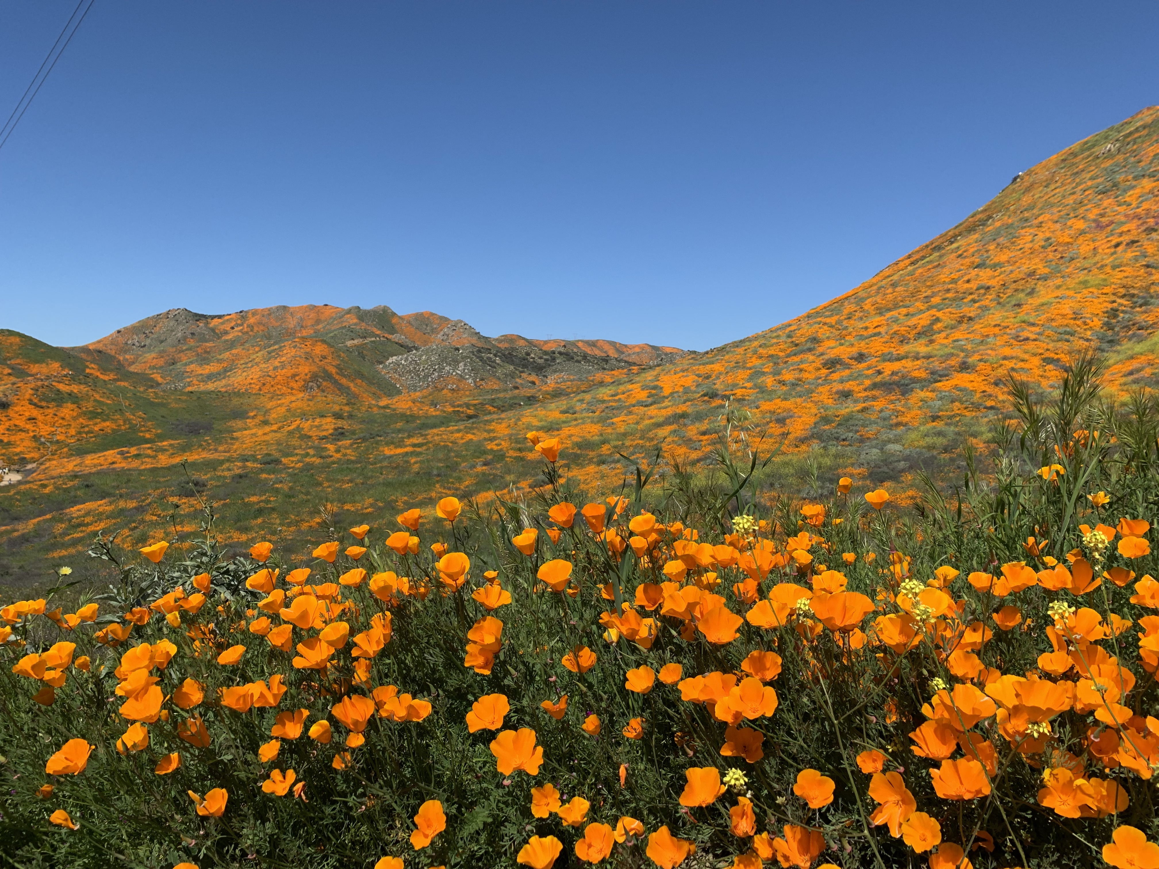 California is exploding with superblooms this year. Here's why. 