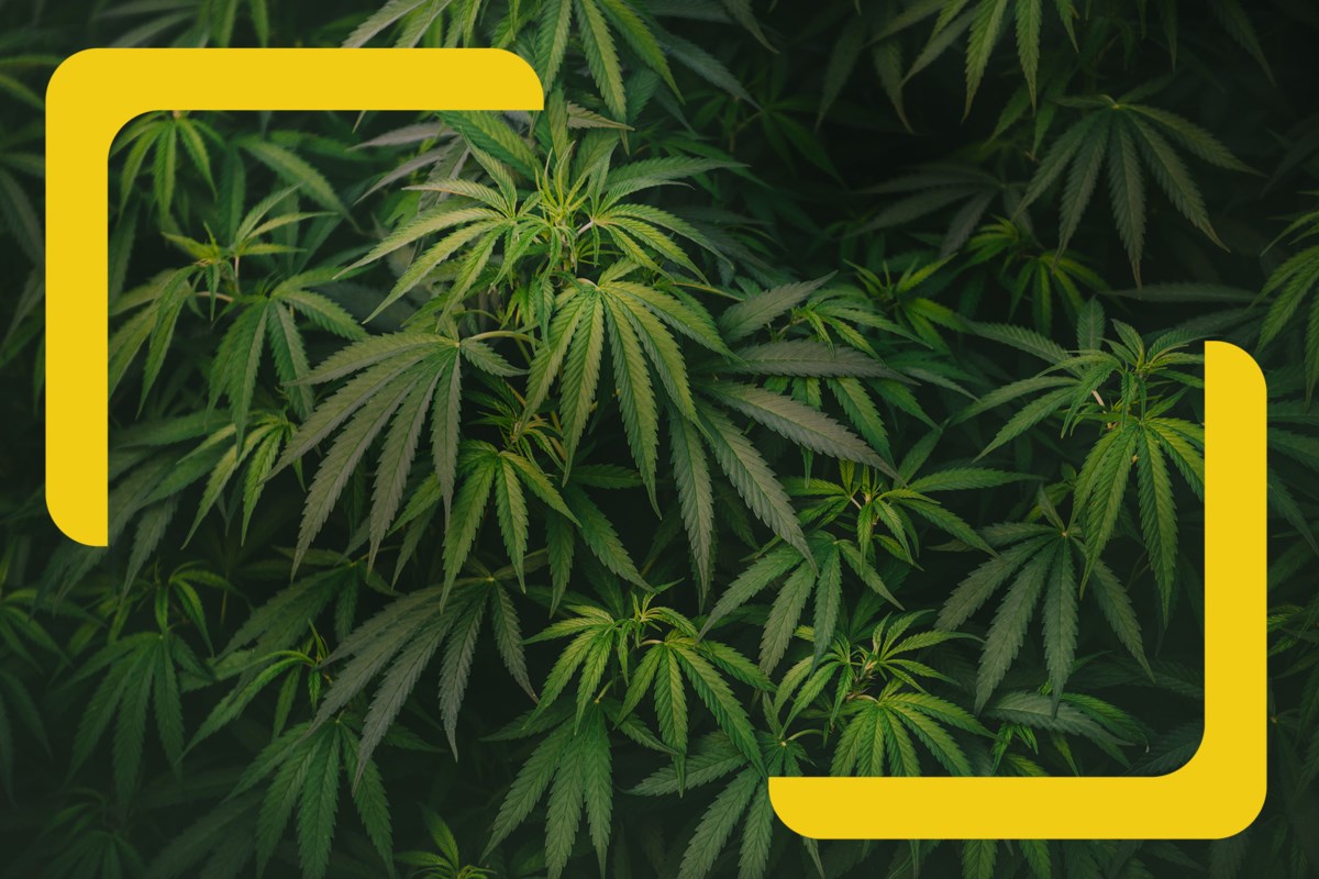 Tonight on our new 'Closer Look' podcast: After multiple legal challenges, years of complaints and thousands in fines, the Town of Pelham is still grappling with the stench from local cannabis facilities