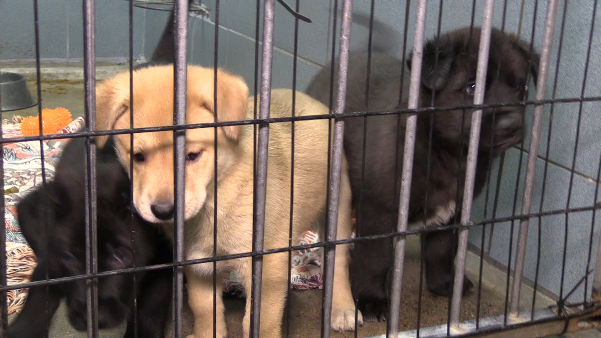 Harsher Ont. animal abuse penalties: Max. $130K fine and 2 years in jail - Sudbury News Harsher Ont. animal abuse penalties: Max. $130K fine and 2 years in jail - Sudbury News