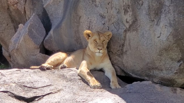 Check them out hanging out on top of rocky outcrops, or even laying in the middle of the road