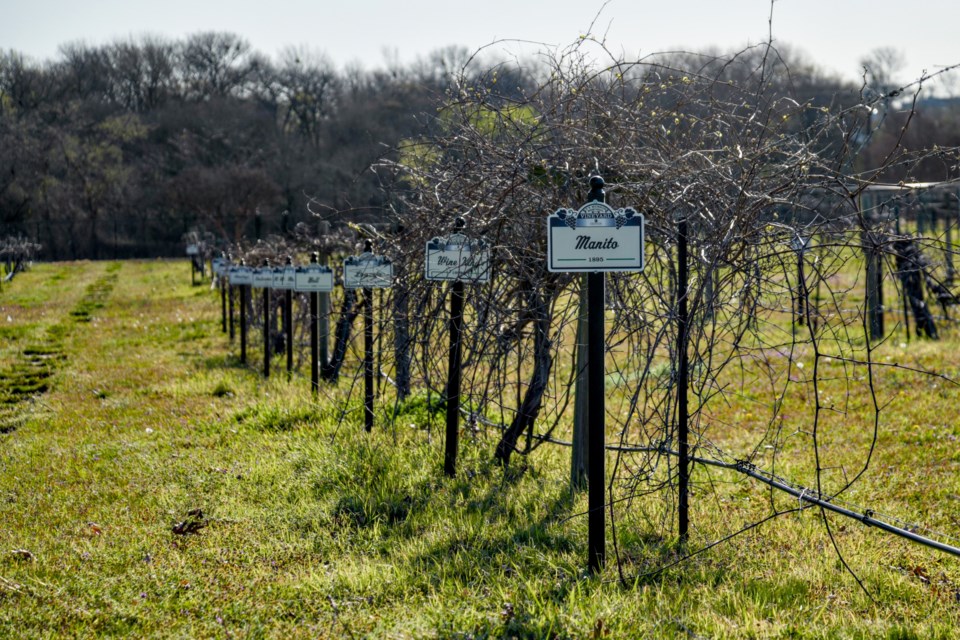 munson-memorial-vineyard
