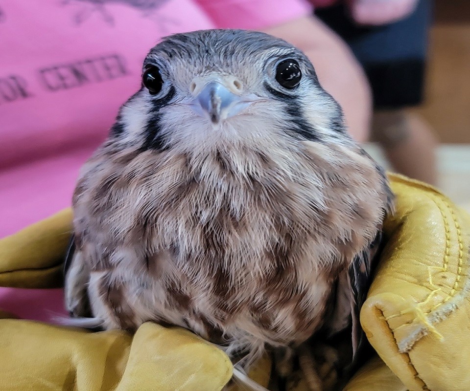 americannn-kestrel-patient-1-1