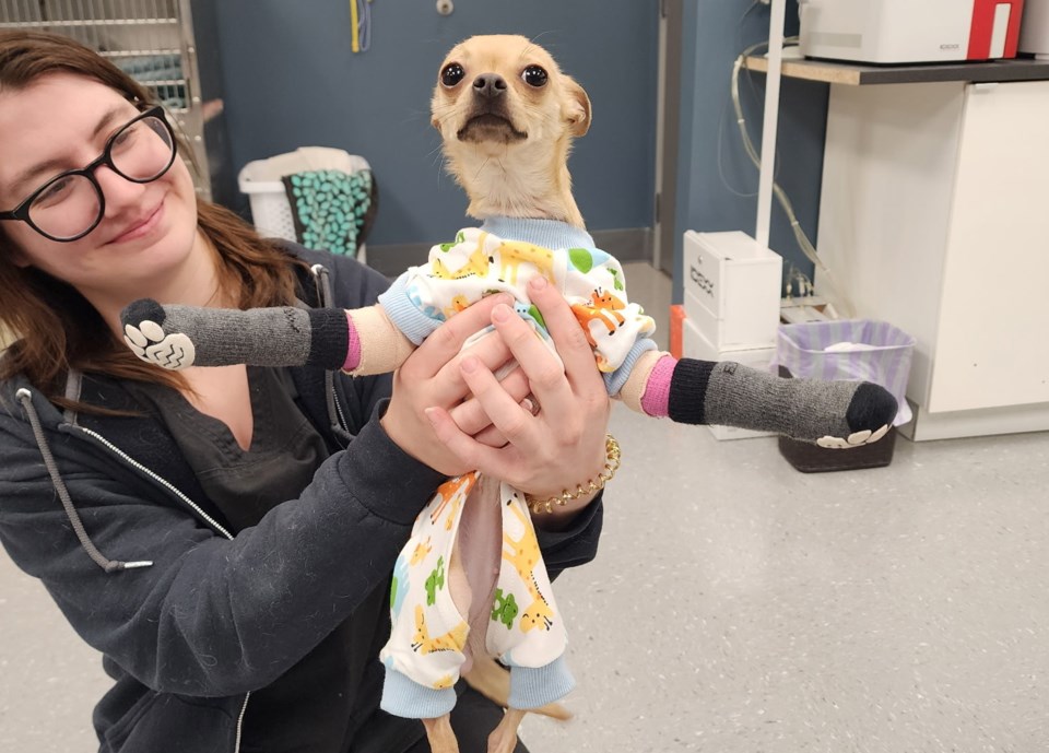 mazies-vet-with-pet