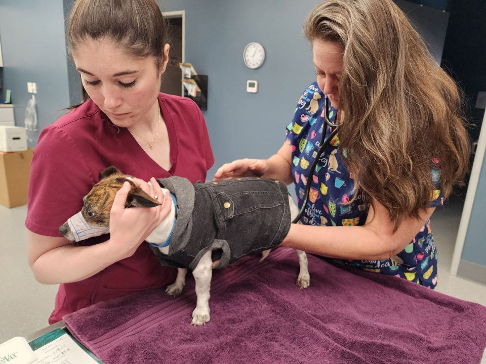 mazies-vet-with-pets-3