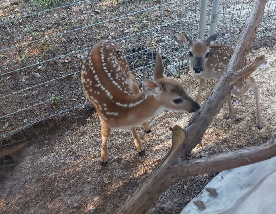 north-texas-wildlife-center-514625983_1059098072988442_3857012381618021252_n