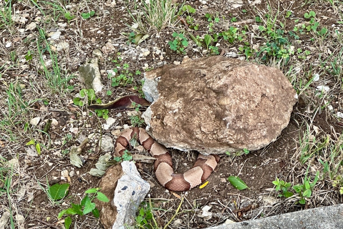 What To Know About Snake Season In North Texas