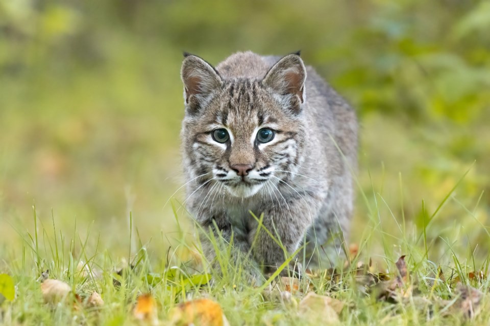 shutterstock_2233736053