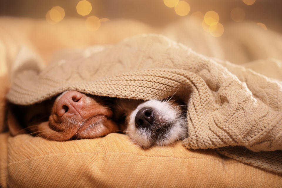 shutterstock_521223841
