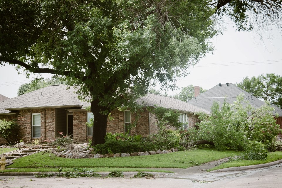 trong-nguyen_dallas_storm_tree_shutterstock_2468299603