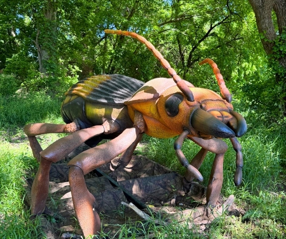 bugs-live-beetle-heard-natural-science-museum-wildlife-sanctuary