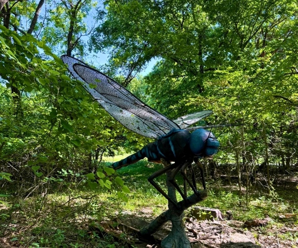 bugs-live-dragonfly-heard-natural-science-museum-wildlife-sanctuary
