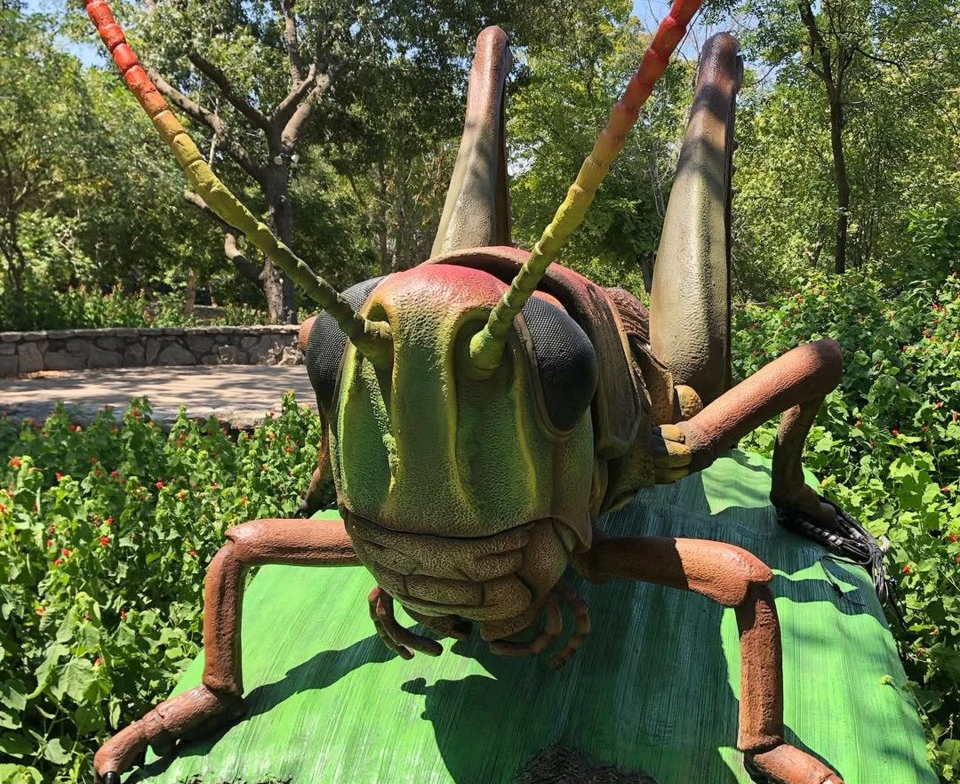 heard-natural-science-museum-bugs_8b5d9289-b653-f5b2-ec93e5865120dbe5_8b7071aa-e9da-9a9d-95e169f709941da6(1)