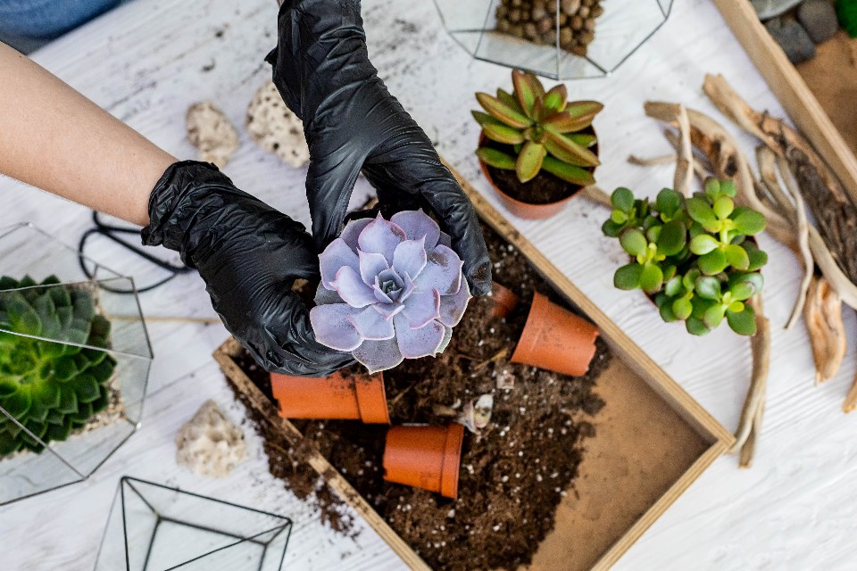 kostikova-natalia_succulent-arrangement_shutterstock_1983822974