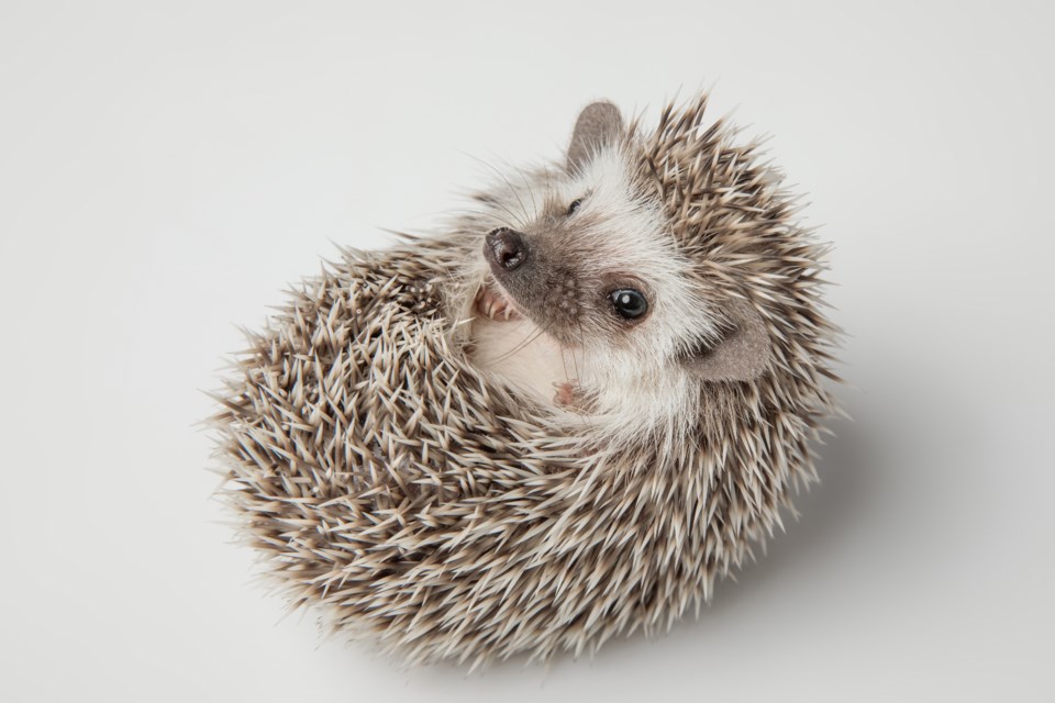 shutterstock_1276702741
