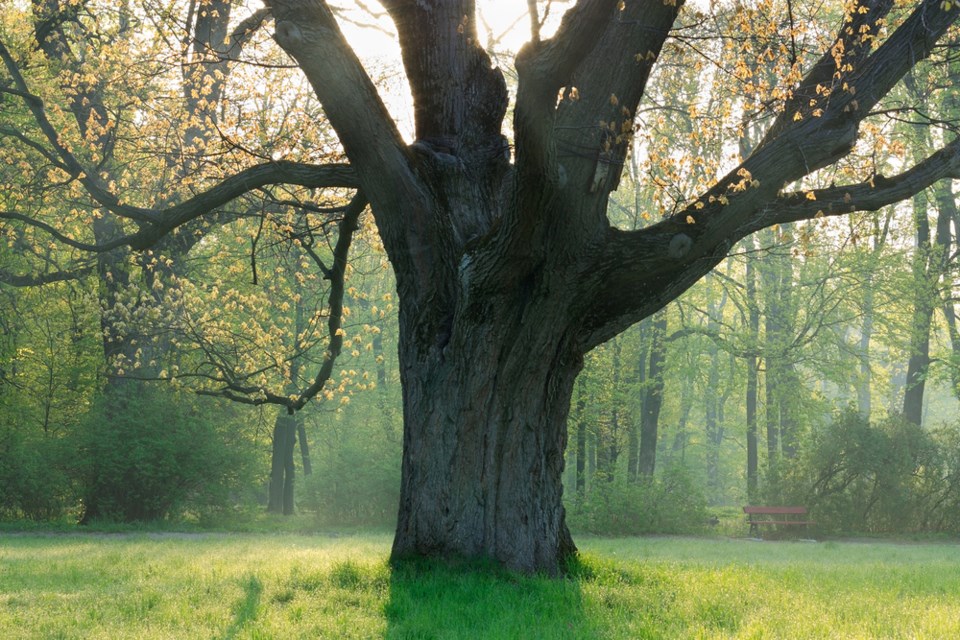 oak tree