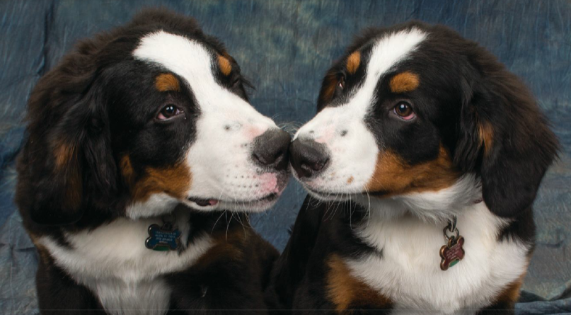 Bernese Mountain Dogs