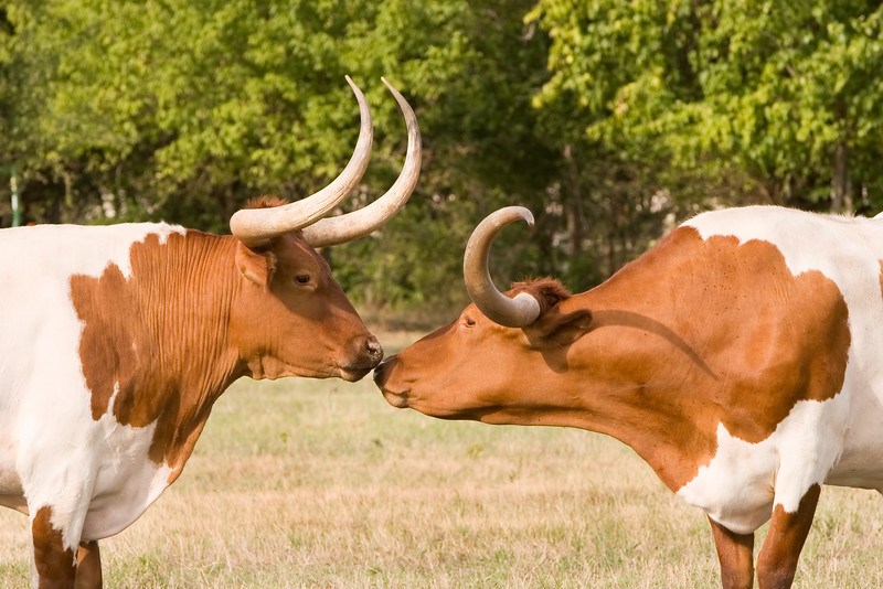Texas Longhorn Cattle Plano