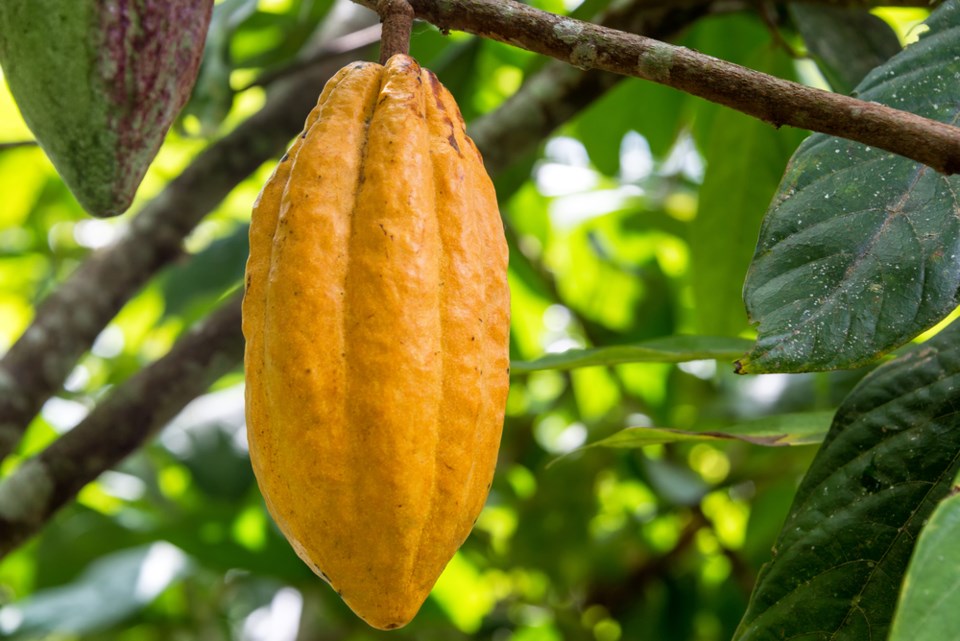 cacao tree pod