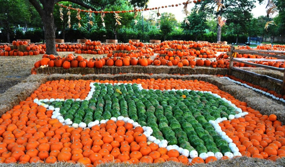 Dallas Arboretum, Pumpkin Patch