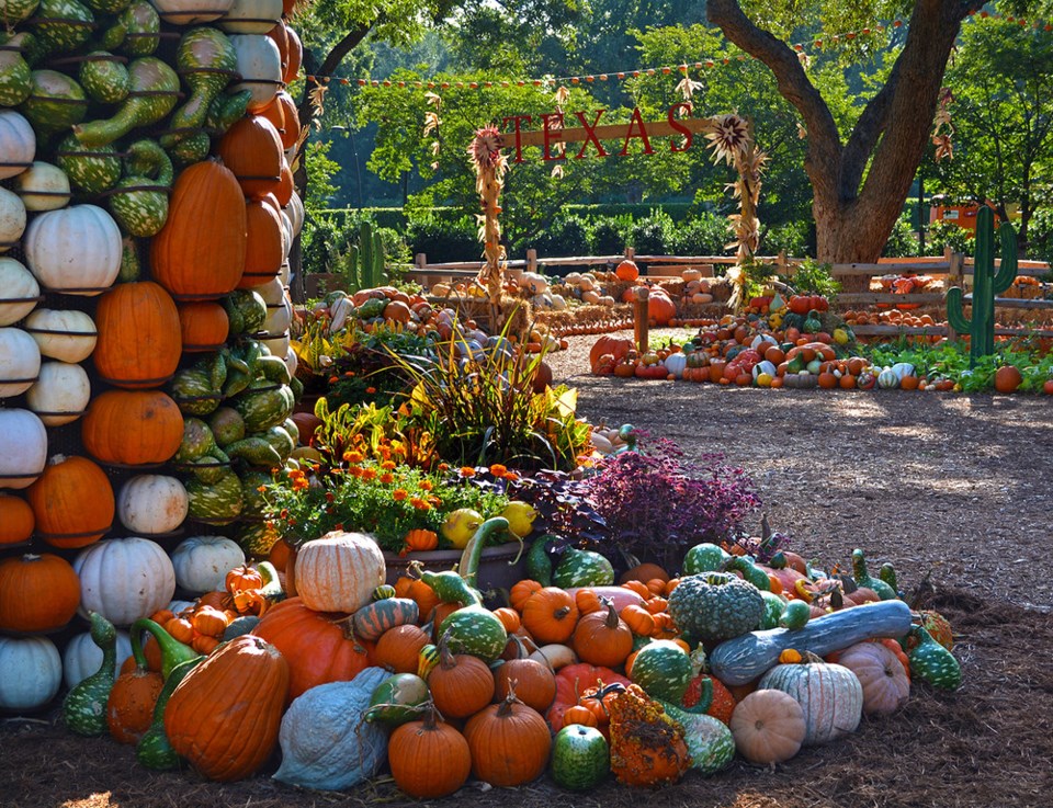 Dallas Arboretum, Pumpkin Patch