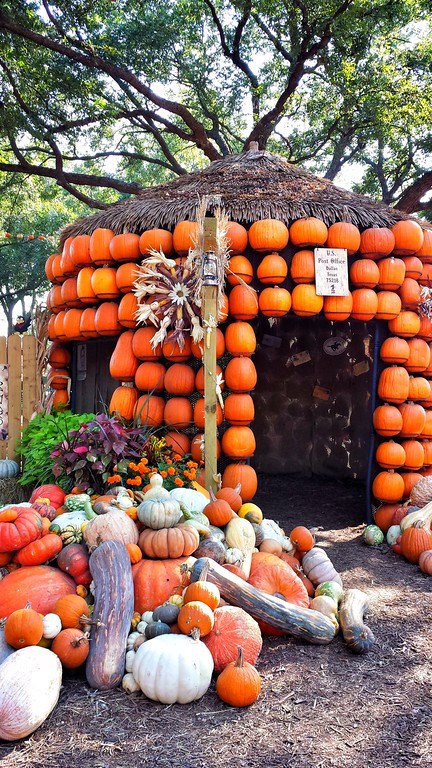 Dallas Arboretum, Pumpkin Patch