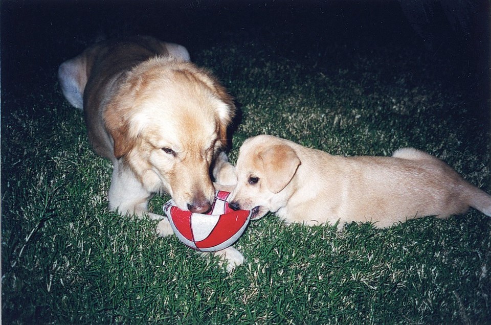 labrador dogs