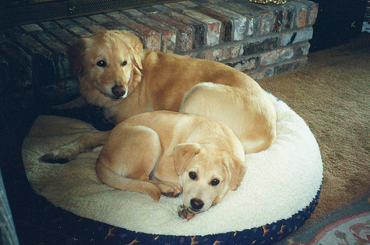 labrador dogs