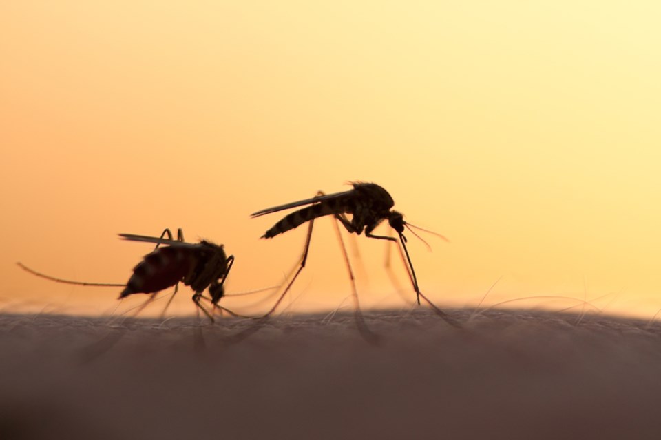 West Nile Mosquitos
