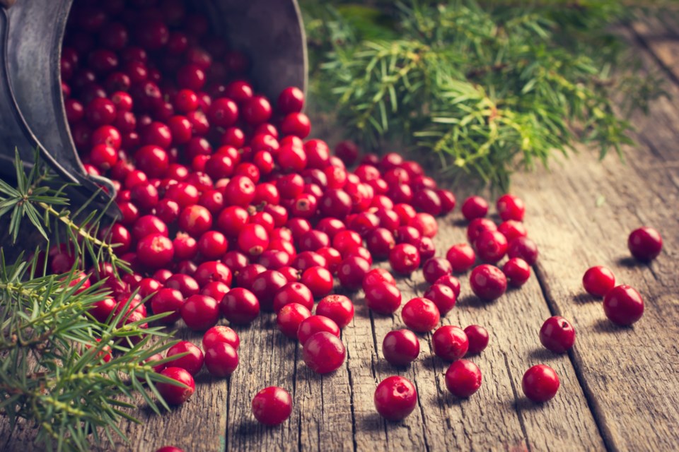 Cranberry, recipe, Plano Profile