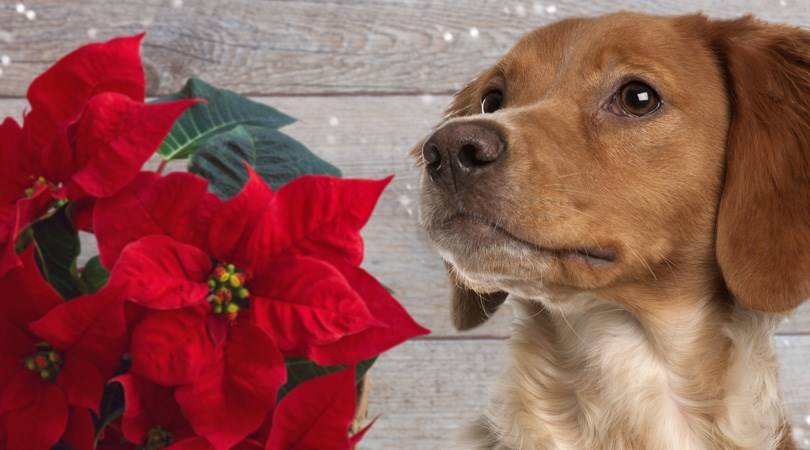 paws_poinsettias_plano_christmas