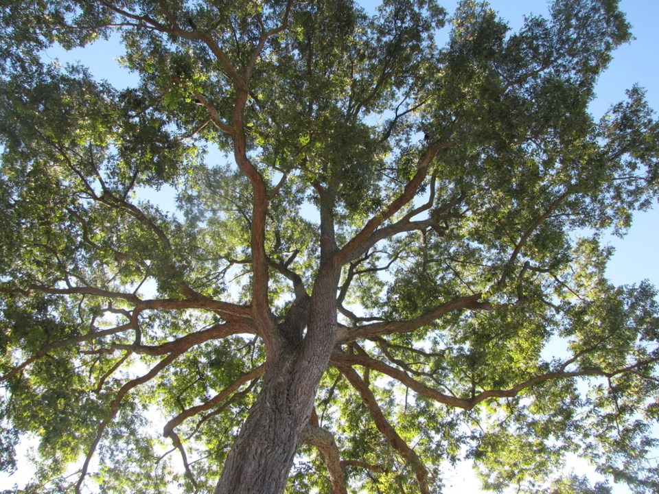 pecan tree Oak Point Park